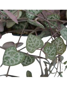Pianta Ceropegia woodii... 2