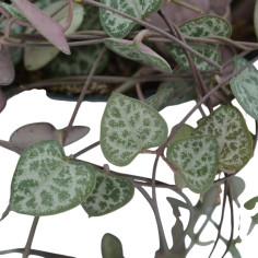 Vendita Pianta di Ceropegia woodii-Piante Verdi|Mondo Piante 2