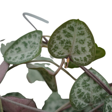 Vendita Pianta di Ceropegia woodii-Piante Verdi|Mondo Piante