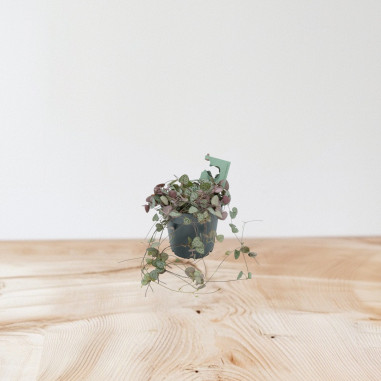 Vendita Pianta di Ceropegia woodii-Piante Verdi|Mondo Piante