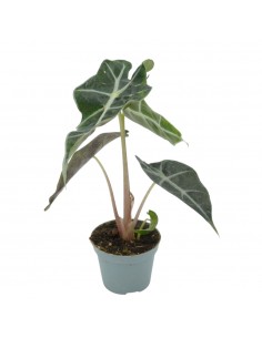 Pianta Alocasia Polly Vaso...