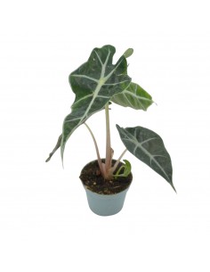 Pianta Alocasia Polly Vaso... 2
