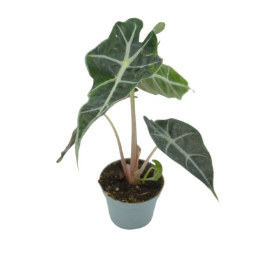 Sale of Alocasia Bambino Plant - Green Plants | World of Plants
