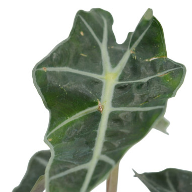 Sale of Alocasia Bambino Plant - Green Plants | World of Plants