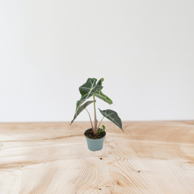 Sale of Alocasia Bambino Plant - Green Plants | World of Plants