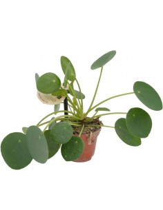 Pianta Pilea peperomioides...