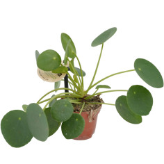 Vendita Pilea Peperomioides (Monete Cinesi) Vaso 5,5 | Mondo Piante
