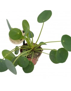Pianta Pilea peperomioides... 2