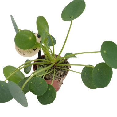 Vendita Pilea peperomioides Vaso 5.5-Piante Da Interno| Mondo Piante