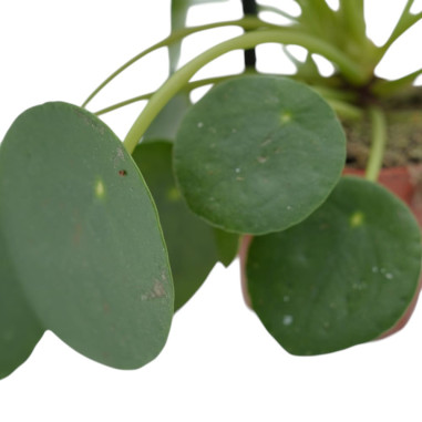 Vendita Pilea peperomioides Vaso 5.5-Piante Da Interno| Mondo Piante