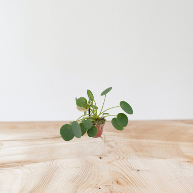 Vendita Pilea peperomioides Vaso 5.5-Piante Da Interno| Mondo Piante