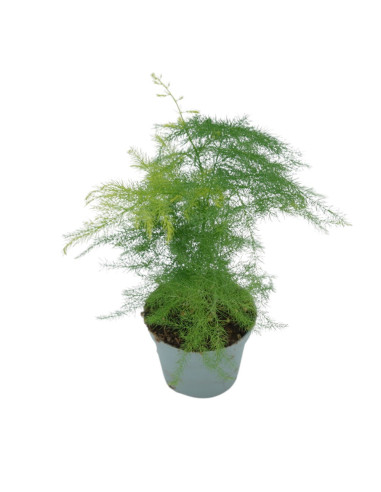 Vendita  Pianta Asparagus setaceus Vaso 14cm-Piante Verdi|Mondo Piante