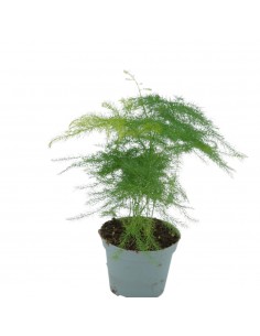 Pianta Asparagus setaceus...