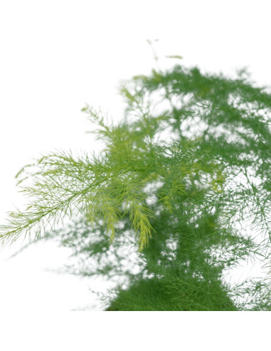 Vendita  Pianta Asparagus setaceus Vaso 14cm-Piante Verdi|Mondo Piante