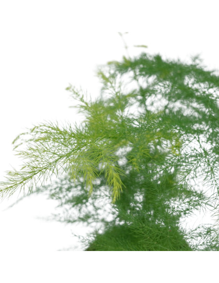 Vendita  Pianta Asparagus setaceus Vaso 14cm-Piante Verdi|Mondo Piante