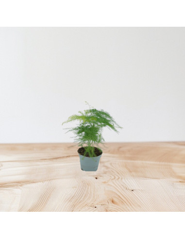 Vendita  Pianta Asparagus setaceus Vaso 14cm-Piante Verdi|Mondo Piante