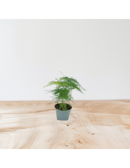Vendita  Pianta Asparagus setaceus Vaso 14cm-Piante Verdi|Mondo Piante