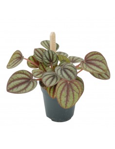 Pianta Peperomia...
