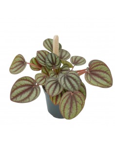 Pianta Peperomia... 2