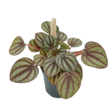 Vendita Pianta Peperomia Piccolo Panda-Piante Verdi|Mondo Piante