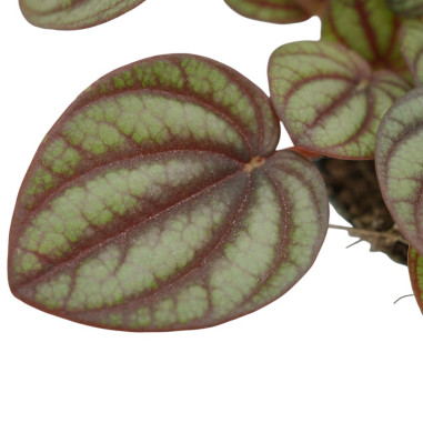 Vendita Pianta Peperomia Piccolo Panda-Piante Verdi|Mondo Piante