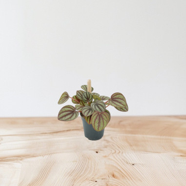 Vendita Pianta Peperomia Piccolo Panda-Piante Verdi|Mondo Piante