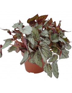 Pianta Begonia Beleaf...