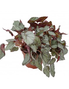 Pianta Begonia Beleaf... 2
