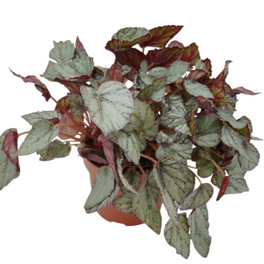 Vendita Pianta di Begonia Beleaf-Piante Verdi | Mondo Piante