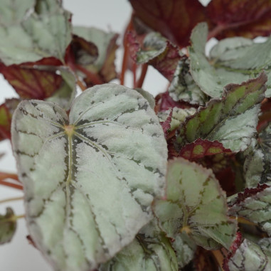 Vendita Pianta di Begonia Beleaf-Piante Verdi | Mondo Piante