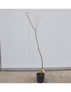 Albero di Susino California Blue 3 Anni | Mondo Piante 2