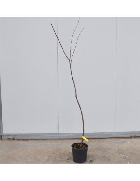 Albero di Susino California Blue 3 Anni | Mondo Piante