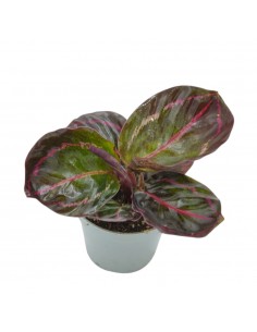Pianta Calathea Ros. Dottie...