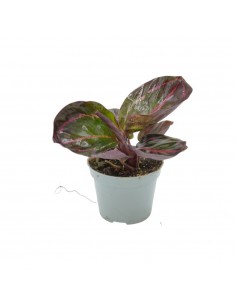 Pianta Calathea Ros. Dottie... 2