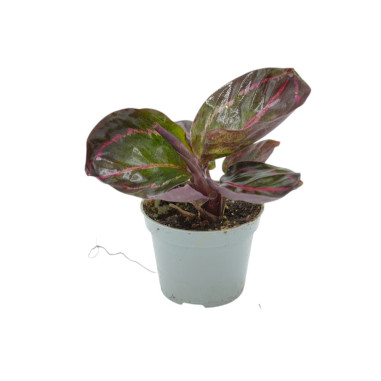 Vendita Pianta di Calathea Ros. Dottie-Piante Verdi|Mondo Piante