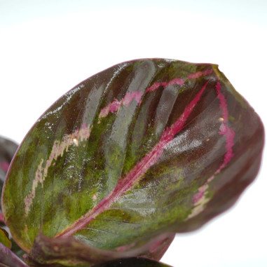copy of Pianta Aeschynanthus marmoratus