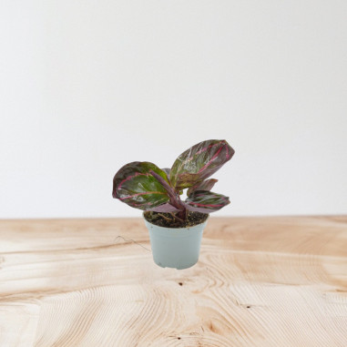 Vendita Pianta di Calathea Ros. Dottie-Piante Verdi|Mondo Piante