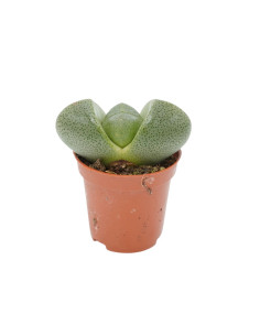 Vendita Lithops | Piante Grasse Sassi Viventi | MondoPiante