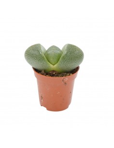 Pianta Grassa Lithops...