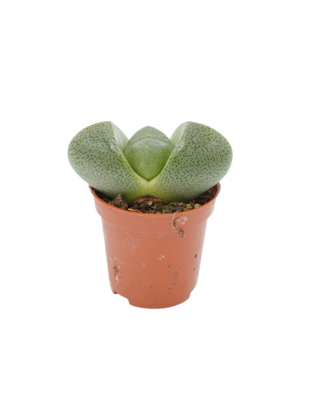 Vendita Lithops | Piante Grasse Sassi Viventi | MondoPiante