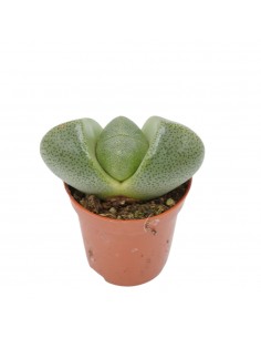 Pianta Grassa Lithops... 2