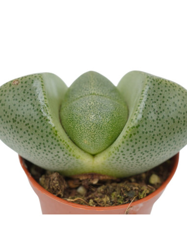 Vendita Lithops | Piante Grasse Sassi Viventi | MondoPiante