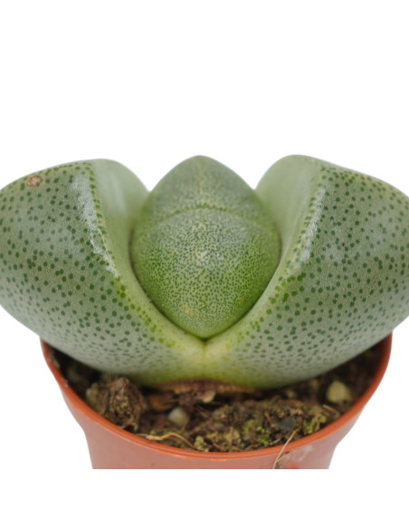 Vendita Lithops | Piante Grasse Sassi Viventi | MondoPiante