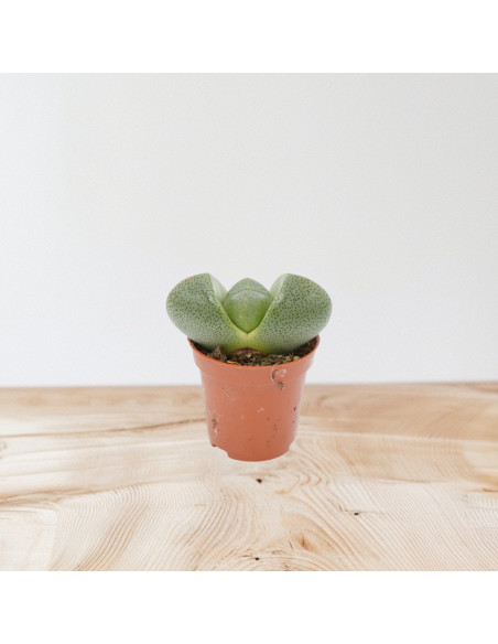 Vendita Lithops | Piante Grasse Sassi Viventi | MondoPiante