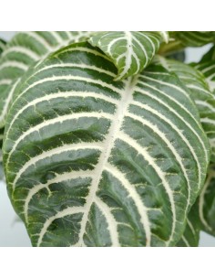 Pianta Aphelandra squarrosa... 2