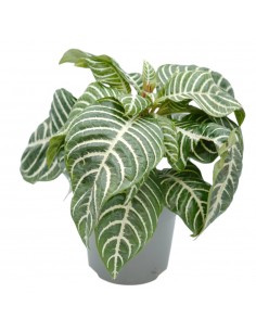 Pianta Aphelandra squarrosa...