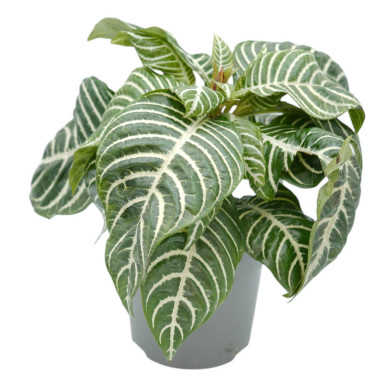 Vendita Pianta Pianta Aphelandra squarrosa-Piante Verdi | Mondo Piante