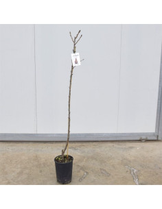 Albero di Pero Decana 3 Anni | Mondo Piante