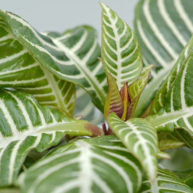 Vendita Pianta Pianta Aphelandra squarrosa-Piante Verdi | Mondo Piante