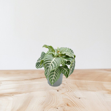 Vendita Pianta Pianta Aphelandra squarrosa-Piante Verdi | Mondo Piante